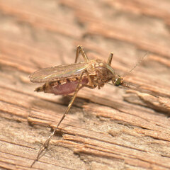 Aedes vexans