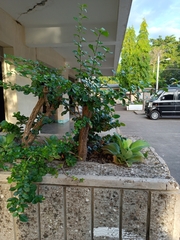 Crescentia cujete