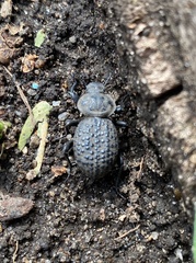 Scotobius pilularius