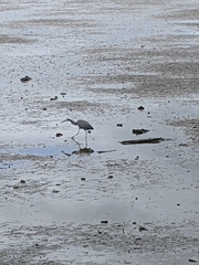 Egretta novaehollandiae novaehollandiae