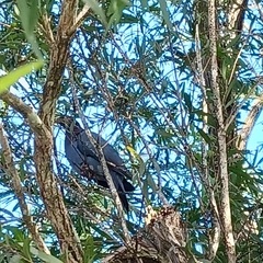 Patagioenas squamosa