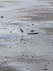 Egretta novaehollandiae novaehollandiae