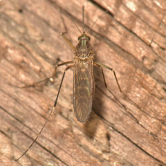 Aedes vexans