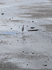 Egretta novaehollandiae novaehollandiae
