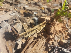 Rhammatocerus viatorius