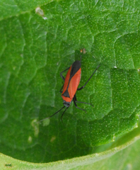 Orthotylinae