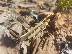 Rhammatocerus viatorius