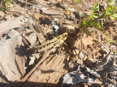 Rhammatocerus viatorius