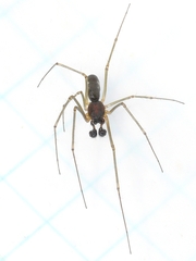 Linyphiinae