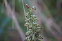 Epipactis helleborine