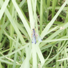 Echthromorpha intricatoria