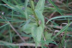 Epipactis helleborine