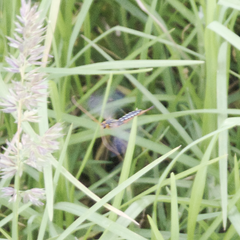 Echthromorpha intricatoria