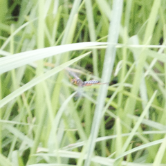 Echthromorpha intricatoria