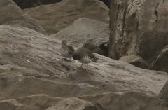 Calidris ptilocnemis