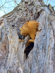 Cerioporus squamosus