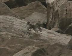 Calidris ptilocnemis