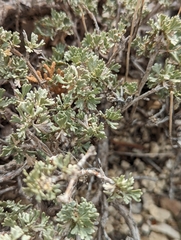 Artemisia bigelovii