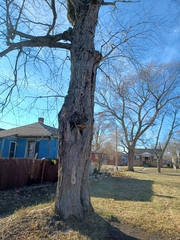 Cerioporus squamosus