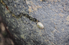 Siphonaria lessonii