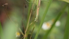 Tenodera aridifolia