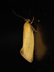 Tingena armigerella