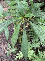 Rhynchotechum discolor