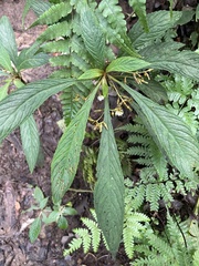 Rhynchotechum discolor