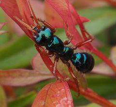 Diamma bicolor