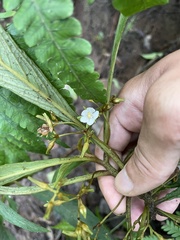 Rhynchotechum discolor