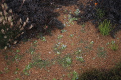 Wahlenbergia acaulis
