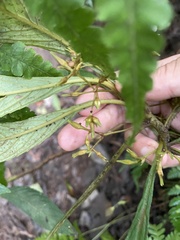 Rhynchotechum discolor