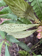 Rhynchotechum discolor