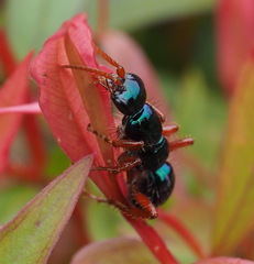Diamma bicolor