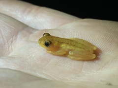 Dendropsophus sanborni