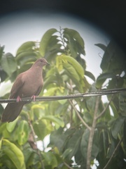 Patagioenas subvinacea