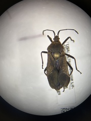 Hypselonotini