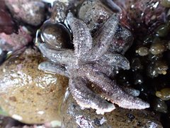 Allostichaster polyplax