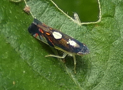 Diedrocephala
