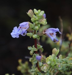 Salvia dentata