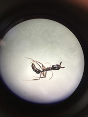 Odontomachus haematodus