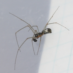 Linyphiinae