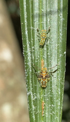 Platycorypha nigrivirga