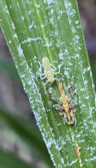 Platycorypha nigrivirga