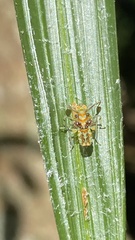 Platycorypha nigrivirga
