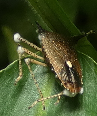 Proxys albopunctulatus