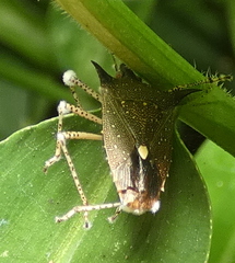 Proxys albopunctulatus