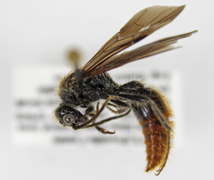 Sphaeropthalma marpesia