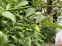 Artabotrys hexapetalus