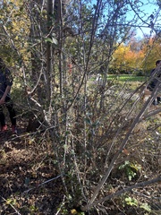 Cercocarpus betuloides